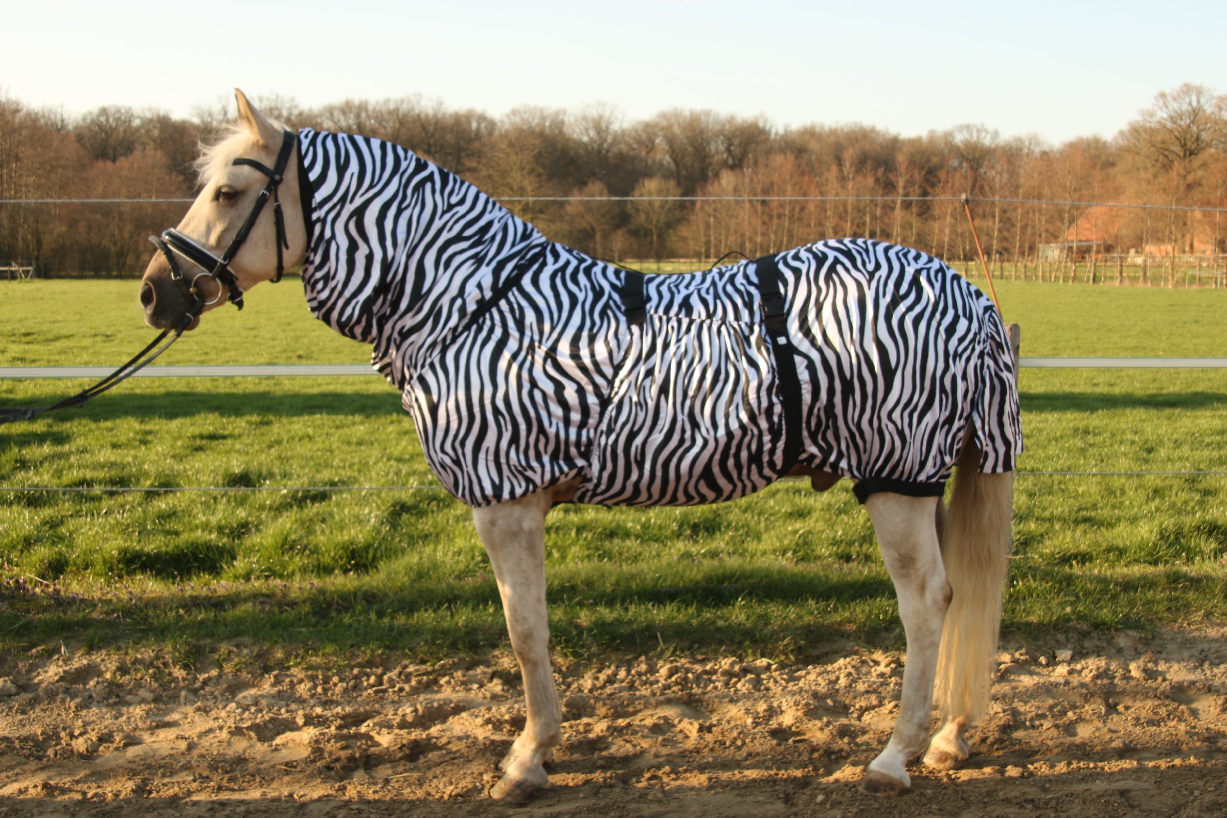 https://www.hafer24.de/ebay/2019-03/Master-zebra---Kopie.JPG