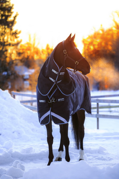 Horseware Rambo DUO Weidedecke mit Halsteil 2 in 1 blau (navy)