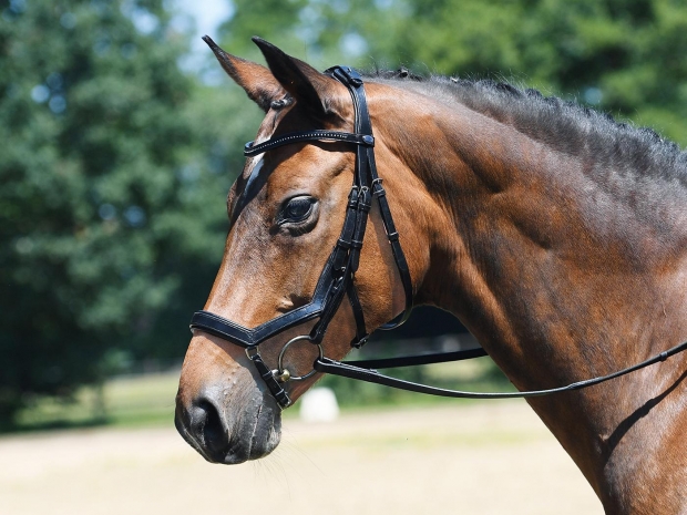 Busse Trense Feeling Competition schwarz-schwarz anatomisch WB