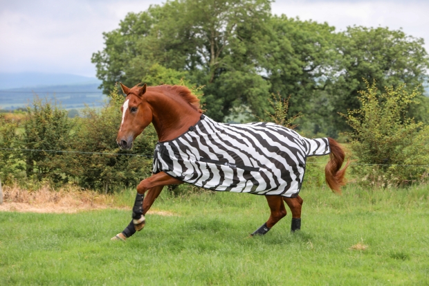 Bucas Buzz-Off & Neck Fliegendecke zebra