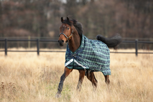 Horseware RHINO WUG 0g lite Regendecke Hunter Check/Navy