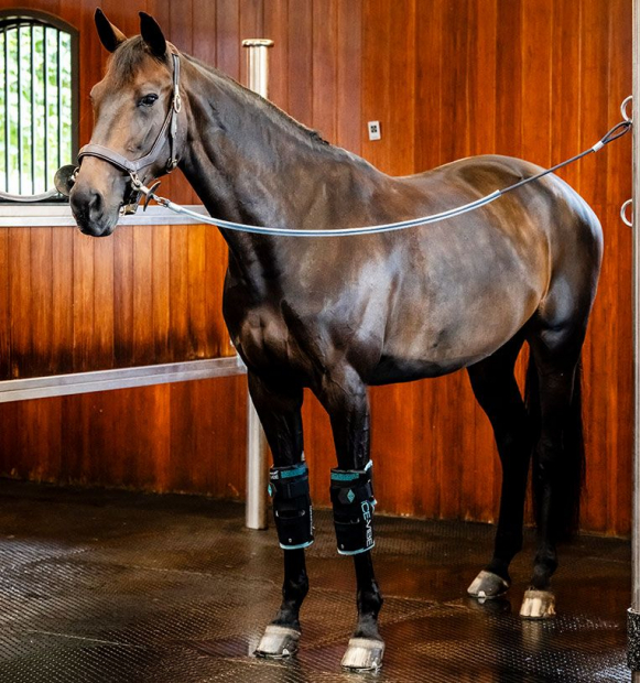 Horseware Ice-Vibe® Karpalgelenksgamaschen neues Model 2025