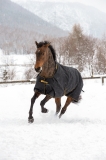 BUCAS Irish Turnout Extra schwarz 300 Gramm 155 cm