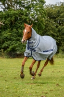 Abverkauf!!! Bucas Buzz-Off Fliegendecke/ Ekzemerdecke Full Neck Pony