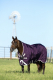 PREIS HAMMER!!! Horseware Rambo WUG lite purple (lila)