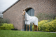 Abverkauf!!! Horseware Amigo Ripstop Hoody Fliegendecke Ekzemerdecke grau