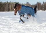 Abverkauf !!! Horseware Rhino Original medium 250g VARI- LAYER Regendecke navy