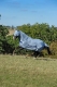 Bucas Buzz-Off & Neck Fliegendecke