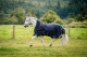 Abverkauf!!! Horseware Rambo WUG lite 50g Navy/Hunter Green