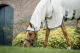 Horseware Rambo Hoody Pony (Nachfolge Model Sweetitch Hoody) chalk