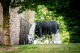 Horseware Rambo ® 1680D Original 50g lite black / thunder