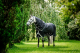 Horseware Amigo® Bravo 12 Plus Turnout (0g Light) Black /Titanium