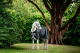 Abverkauf!!! Horseware Amigo ® Bravo 1200D Weidedecke 100g Black T-Verschlüsse