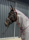 Hafer24 - Fliegendecke Berry mit Halsteil und Bauchlatz grau