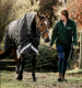 Horseware RHINO ® BUNDLE TURNOUT (0G Regendecke mit 200g LINER) Black Gr. 165 cm