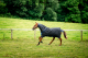 Horseware Amigo® Ripstop 900D Plus Turnout (0g Light) black